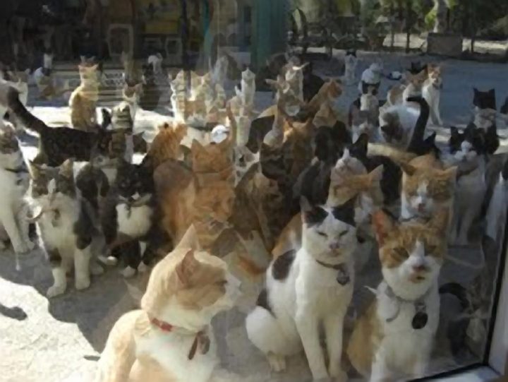 CAT SANCTUARY IS FULL Malcolm Cat Protection Society