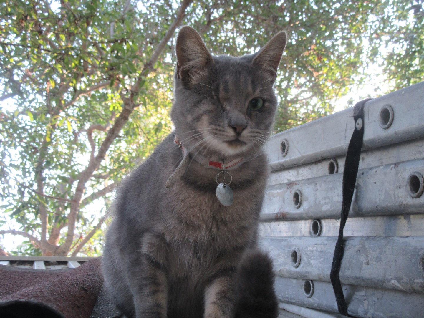 Popeye Malcolm Cat Protection Society