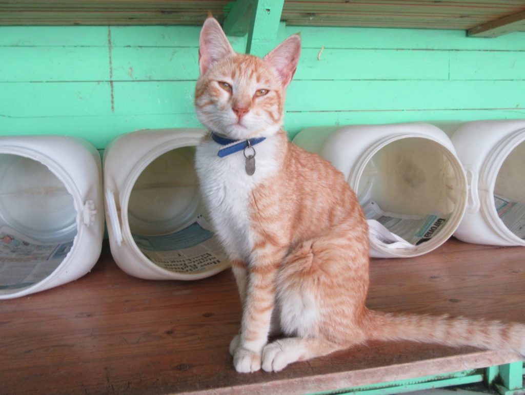 Malcolm Cat Protection Society Help us make a difference for the Cats